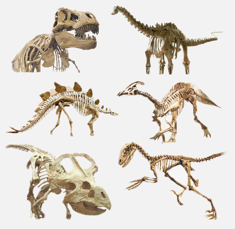 Fichier: Divers dinosaures - 2.png - Wikimedia Commons