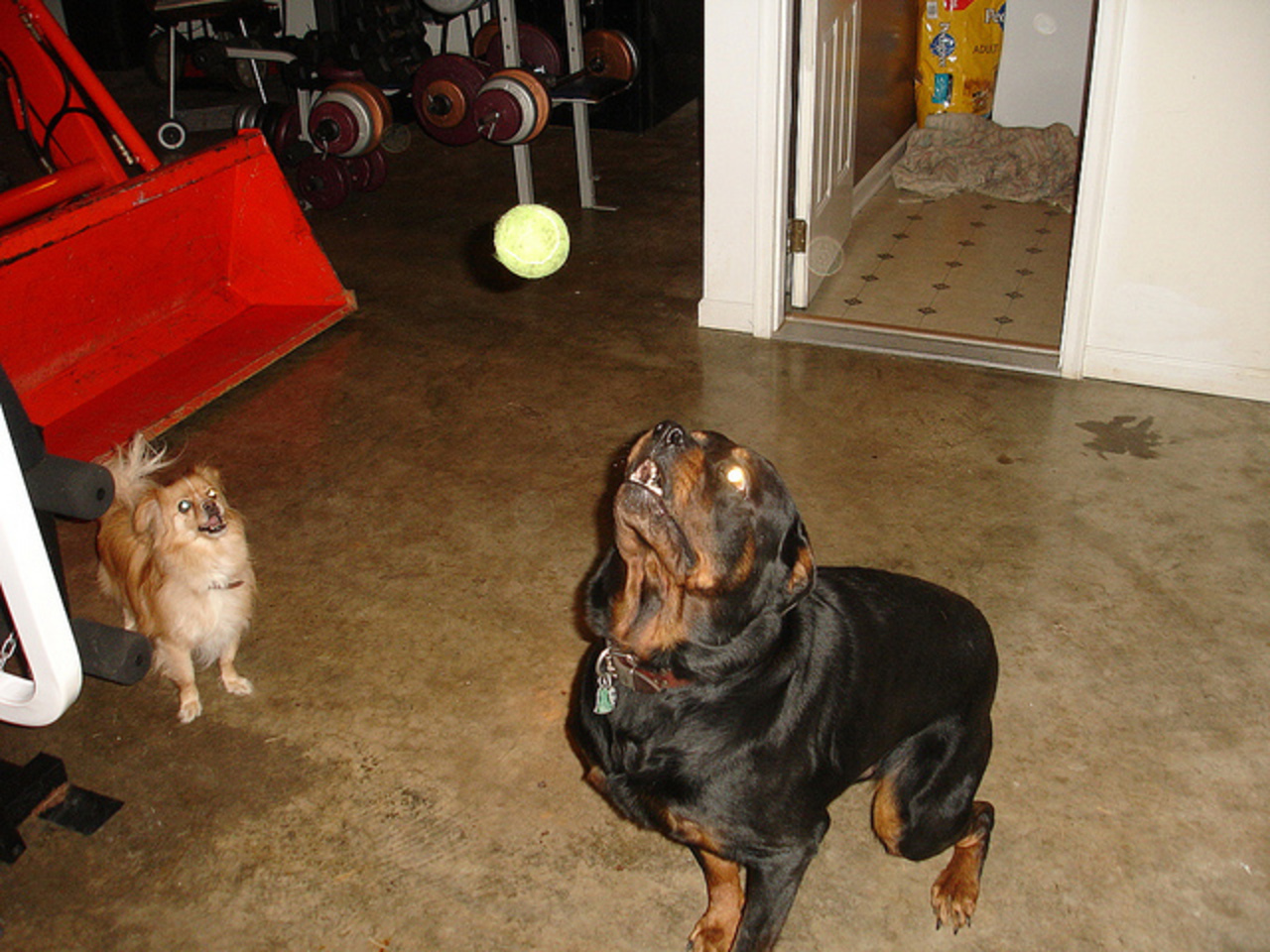 Kubota B3030 2005 et Rottweiler (3) / Flickr - Partage de photos!